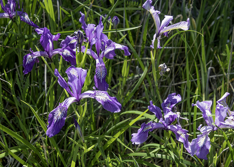 14May21 Oregon Iris detail 750x.jpg