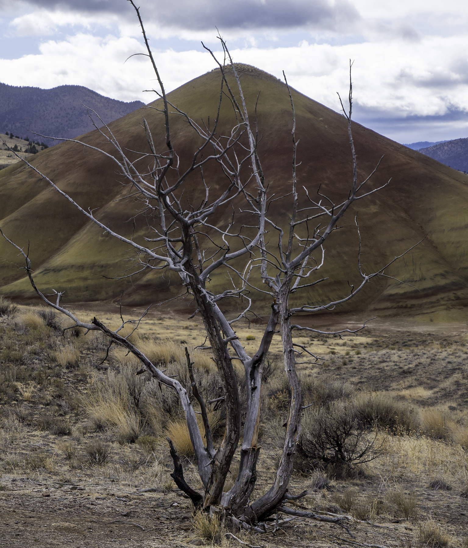 14Oct21 Painted Hills tree 1800x.jpg