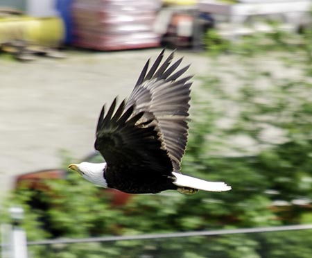 18Jun18 Juneau harbor Bald Eagle 450x.jpg