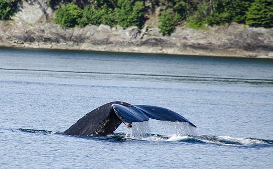 18Jun18 Whale Watching Trip Humpback tail 550x.jpg