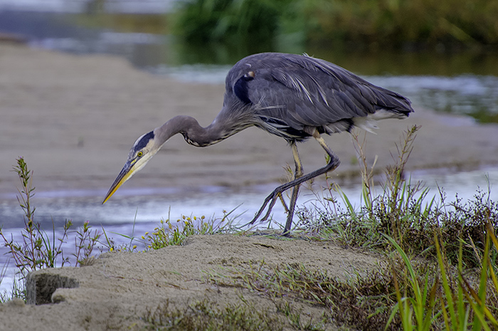 24Sep17 Heron fishing 700x.jpg