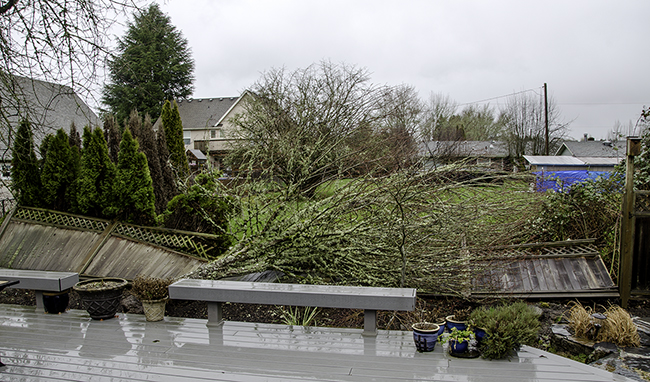 25Feb18 Maple Down windstorm 650x.jpg