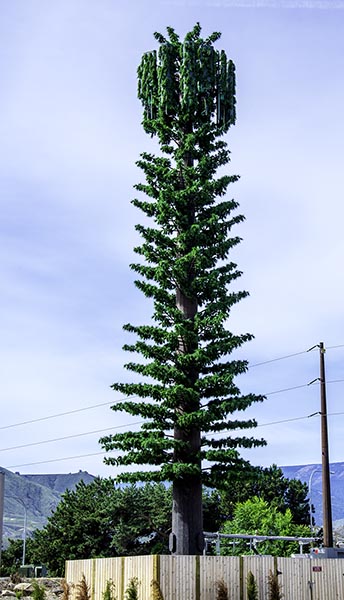 3Jun18 Tree Cell Tower 600x.jpg