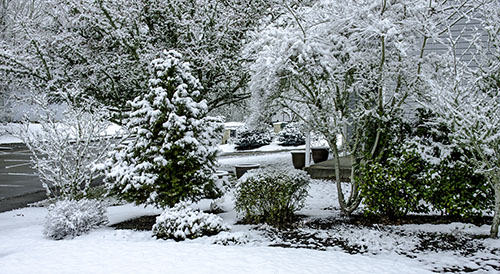 5Feb19 Snow on trees 500x.jpg