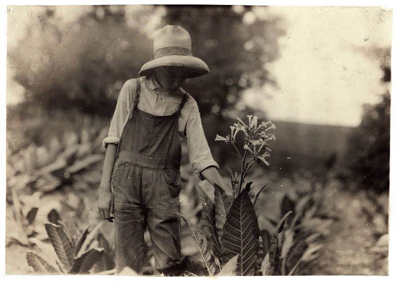 800px-Lewis_Hine,_George_Barbee,_13_years_old_topping,_Nicholas_County,_Kentucky,_1916.jpg