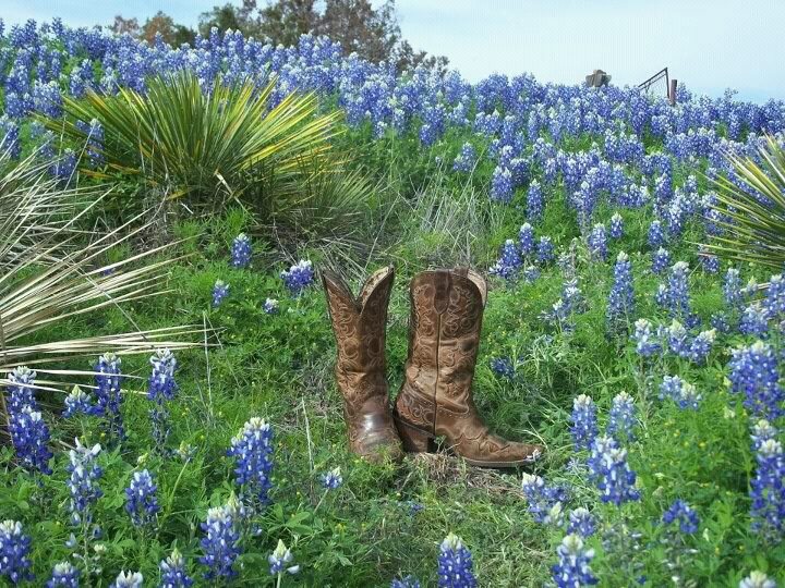 8e37f3e876bcc0101bf72e18340bde44--texas-bluebonnets-texas-hill-country.jpg