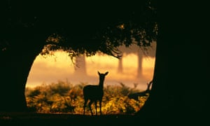 autumn in the new forest4.jpg