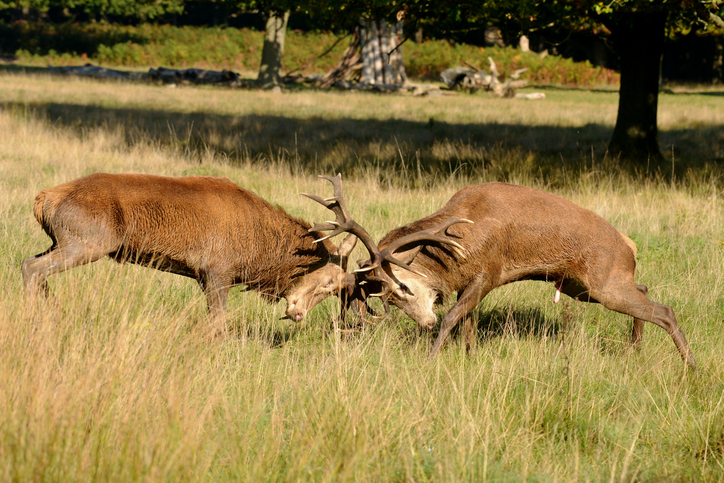 autumn in the new forest5.jpg