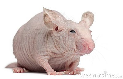 bald-mouse.jpg