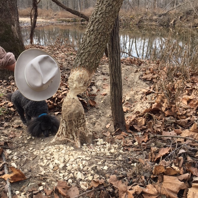 Beaver_Tree_Hat.jpg