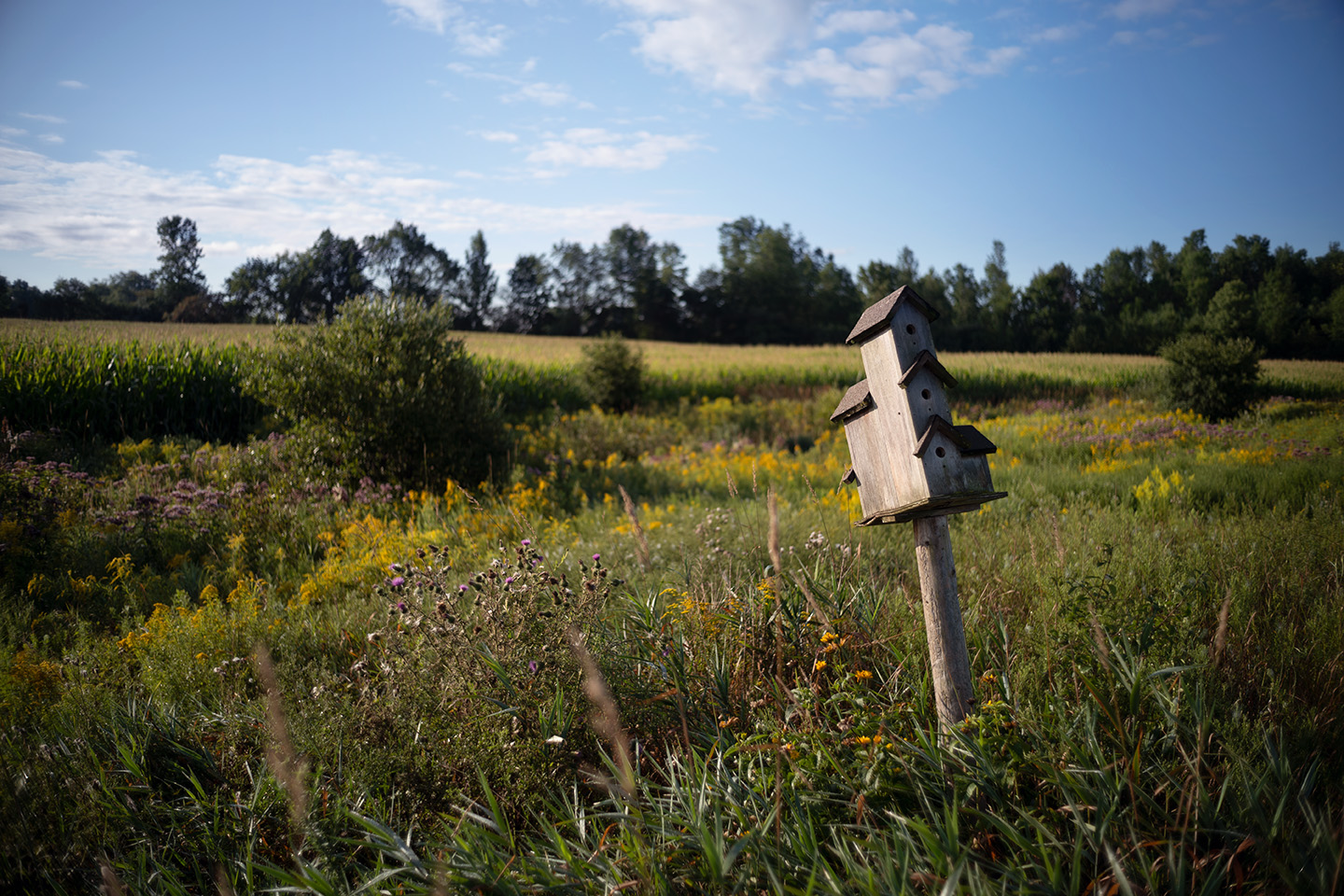 birdhouse.jpg