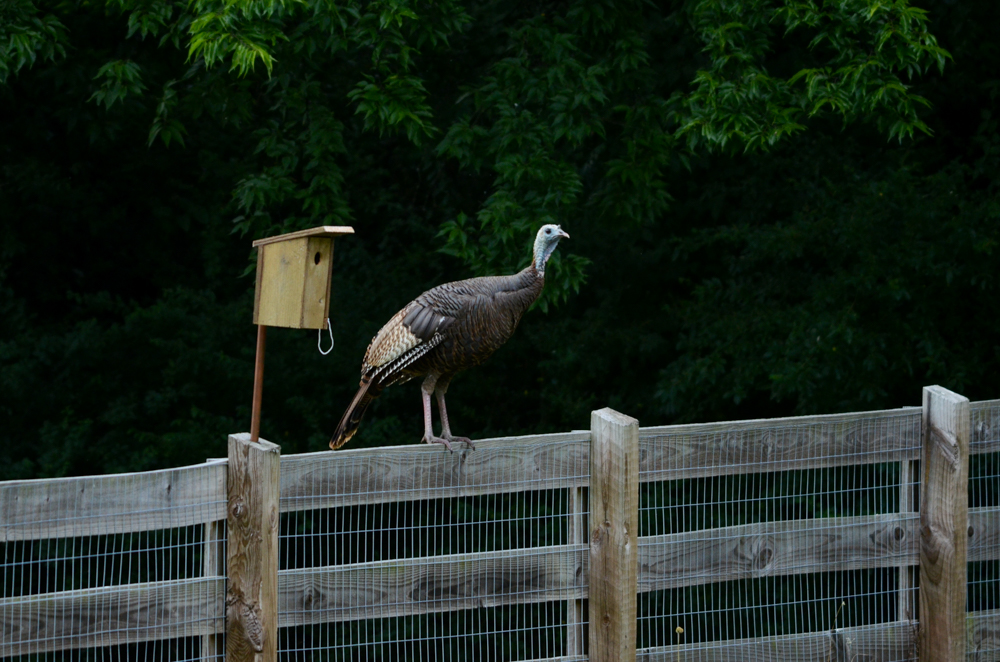 birdhouses-1.jpg