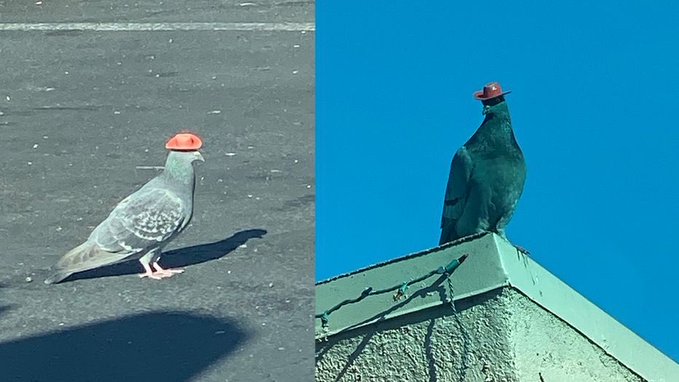 Birds with hats.jpg