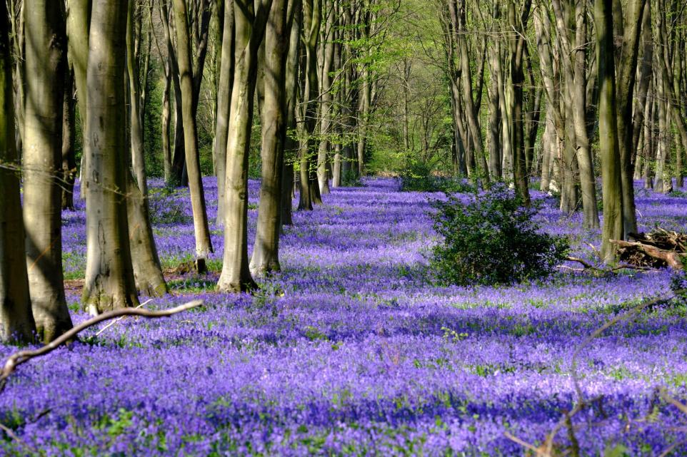 bluebells.jpg