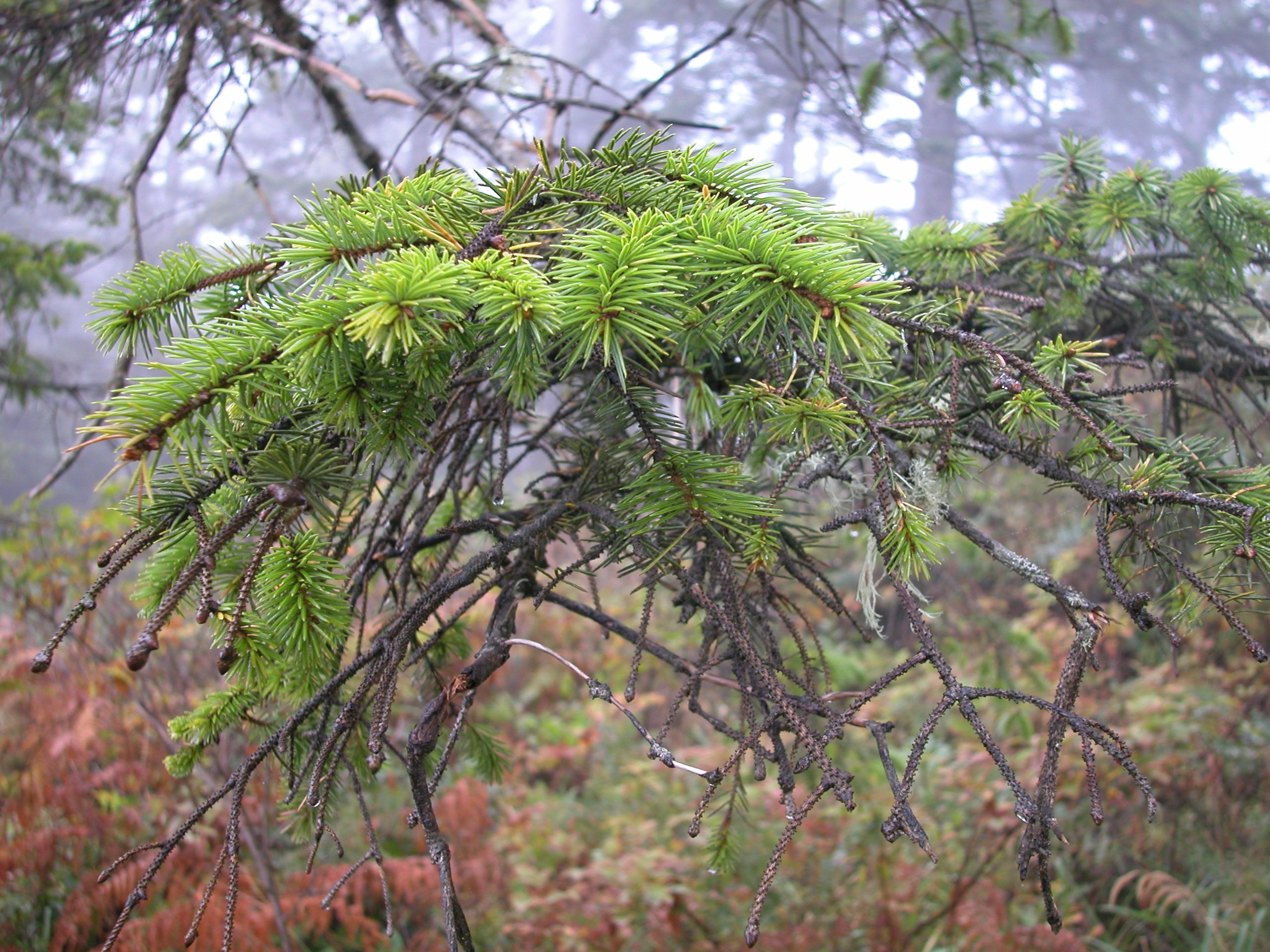 Bough at Beach 4.JPG