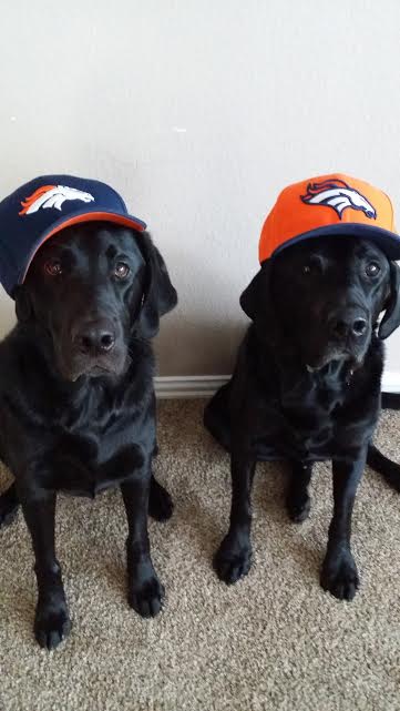 Bronco Dogs.jpe