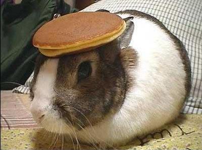 bunnypancake1mx.jpg