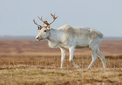 Caribou(male).jpg