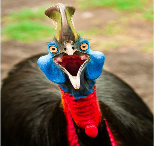 cassowary-header-2_tcm25-568945.jpg