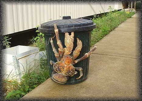 CoconutCrab.jpg