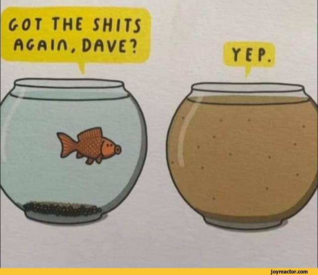 comics-fish-goldfish-fish-bowl-5693396.jpeg