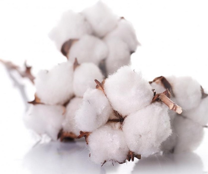 cotton-balls-on-a-branch.jpg