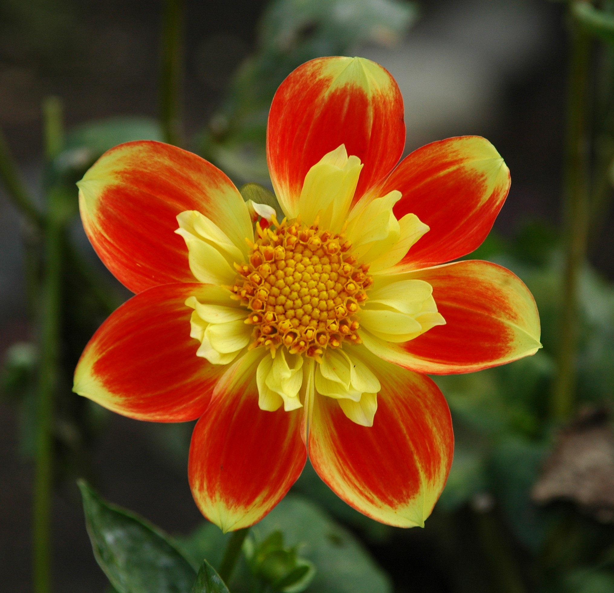 Dahlia 8  10-28-10.jpg