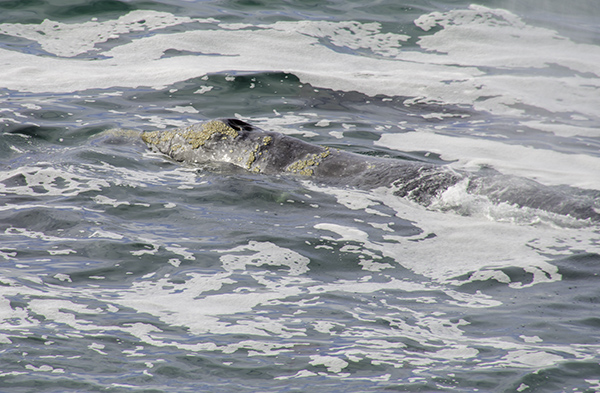 Depoe Bay blowhole.jpg