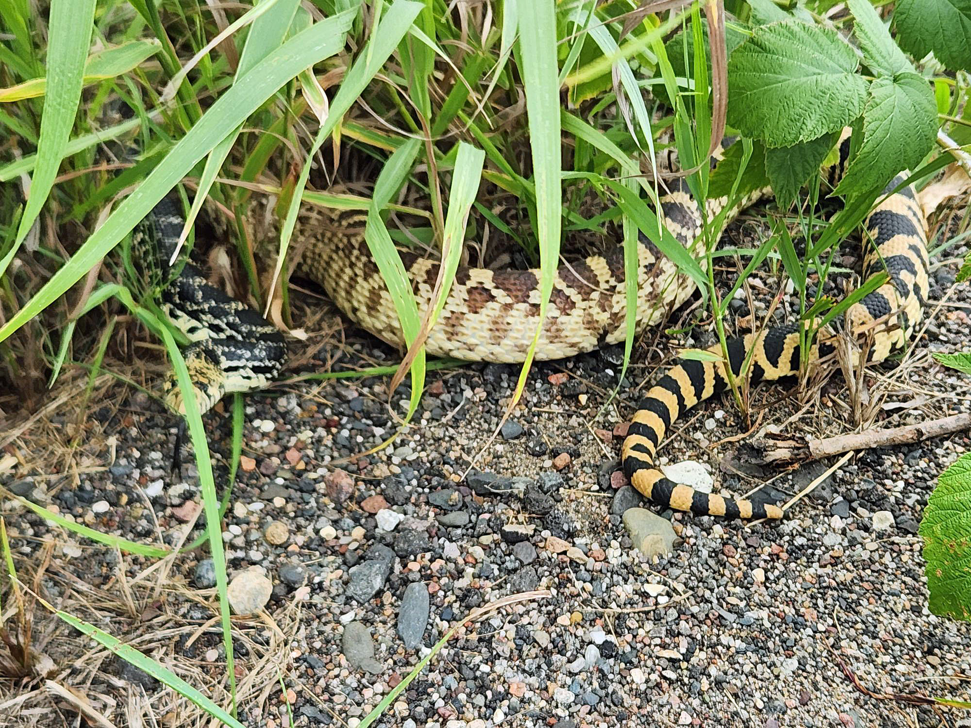 Driveway guardian.jpg