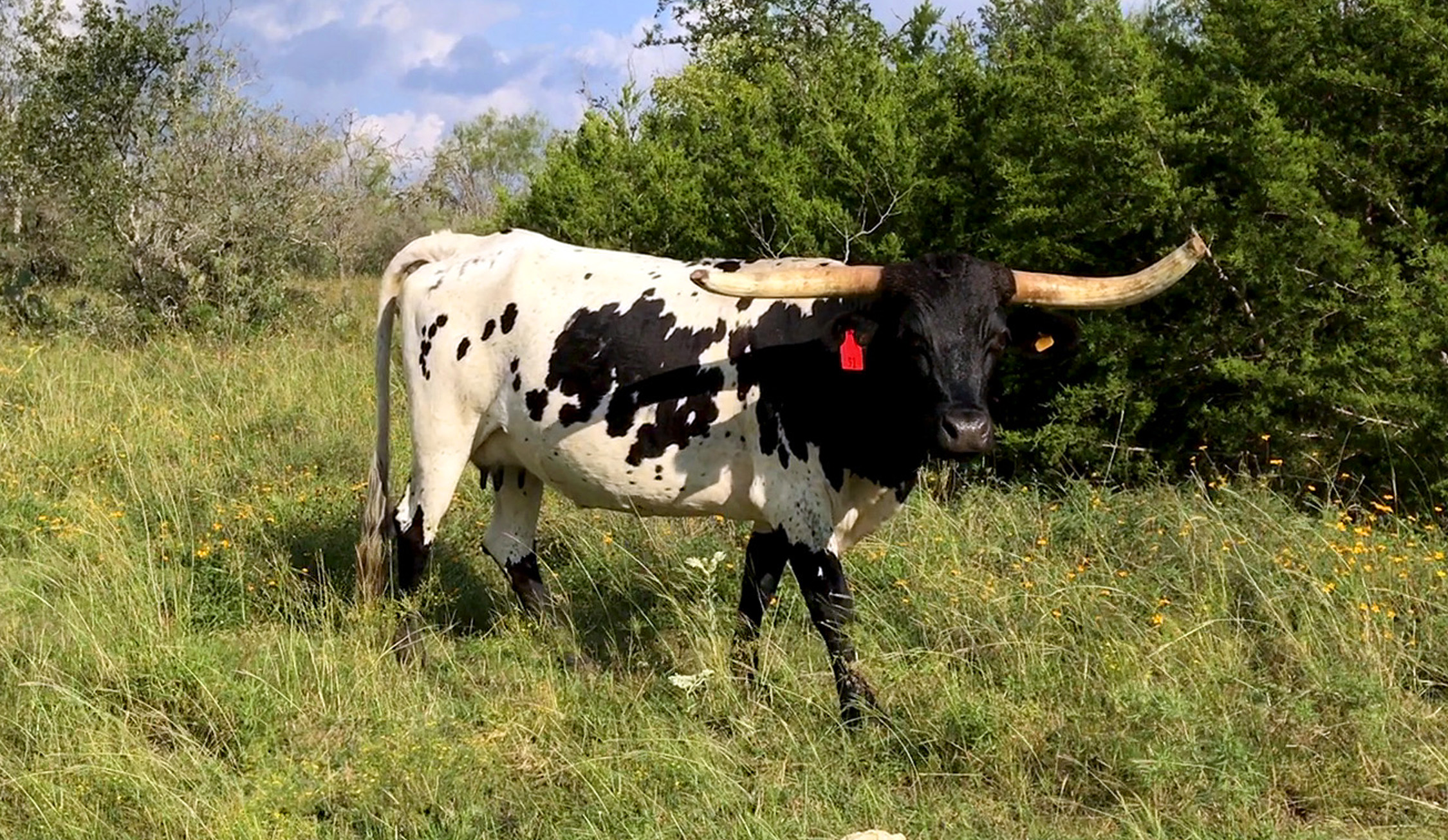 Free Range Longhorn.jpg