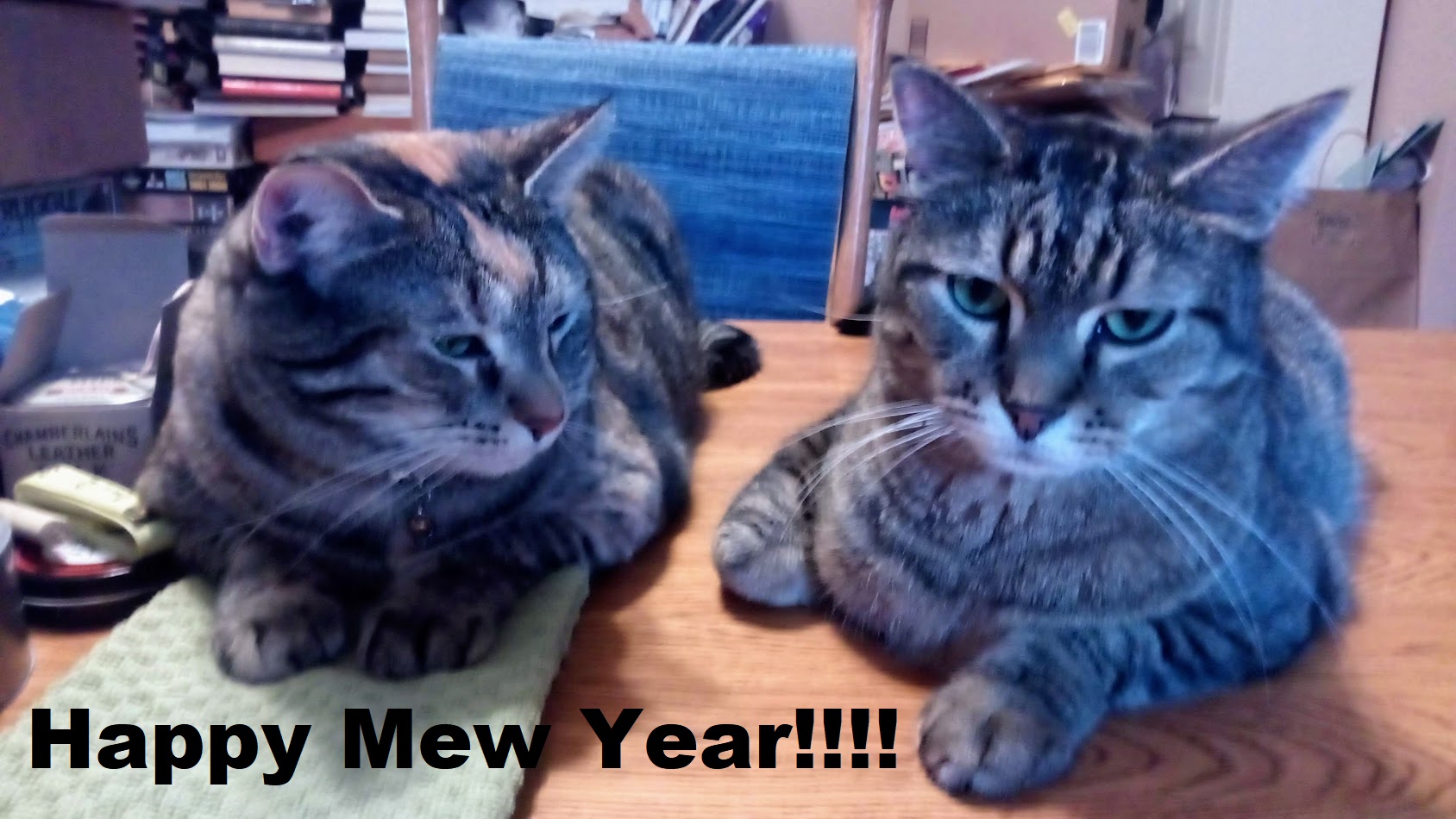 Happy Mew Year!.jpg