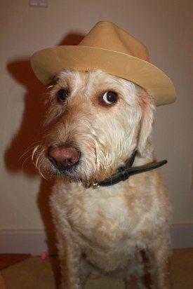 hat-dog.jpg