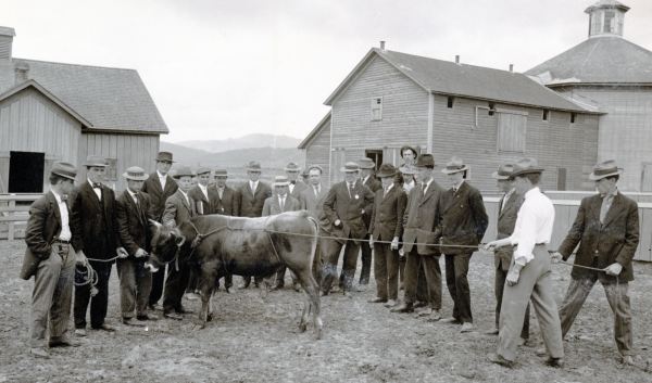 HC938 Cow judging c1909.jpg