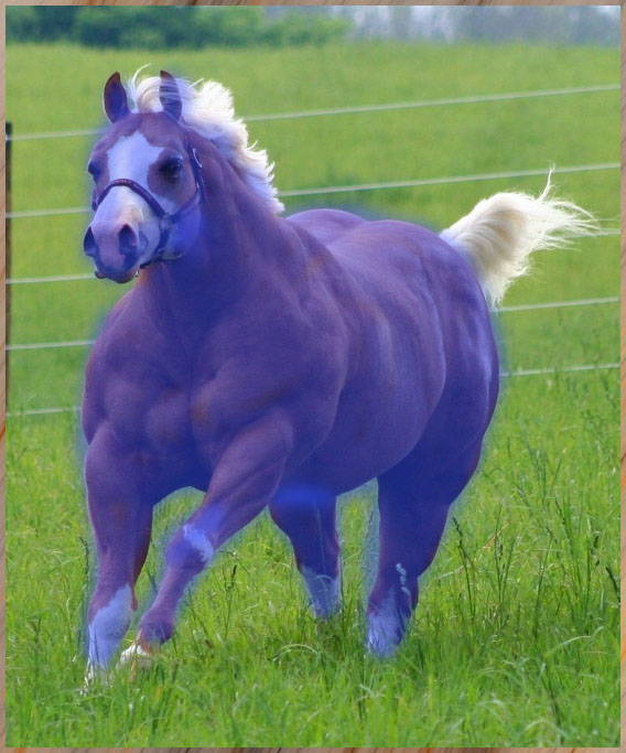 horse.jpg