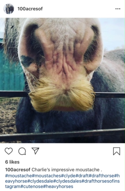 Horse_Stache.jpg