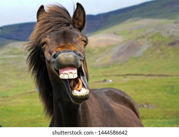 icelandic-horse-gives-big-smile-260nw-1444586642.jpg