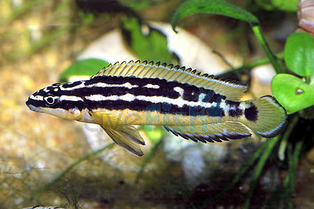 julidochromis_transcriptus_7.jpg