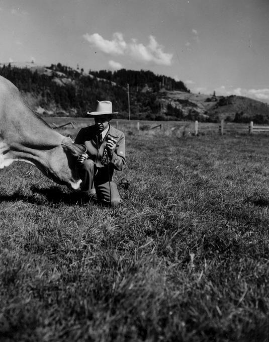 KOAC interviewing a cow.jpg