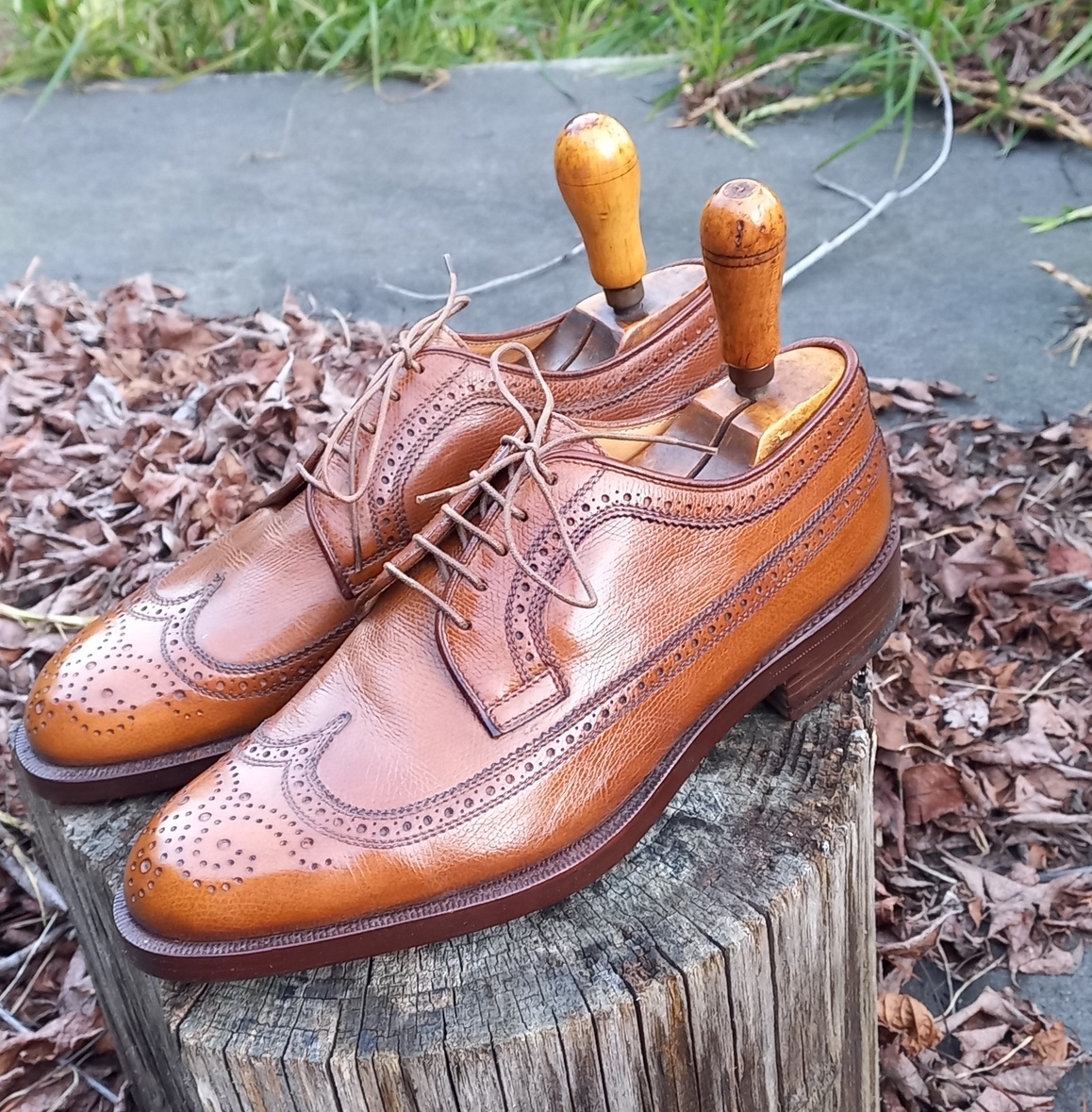 Lattanzi longwing 5.jpg