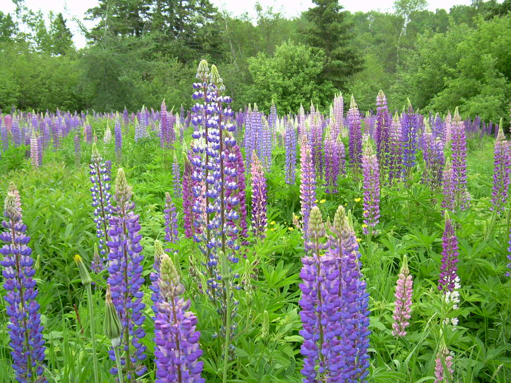 Lupine field.jpg