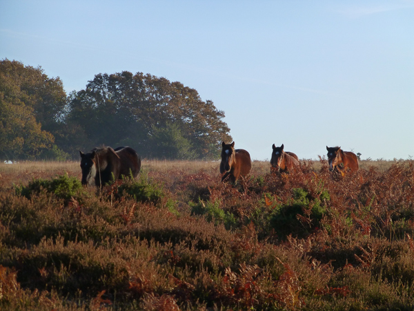 new-forest-ponies.jpg