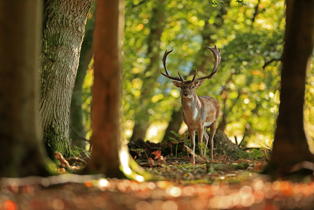 new_forest_fallow_deer.jpg