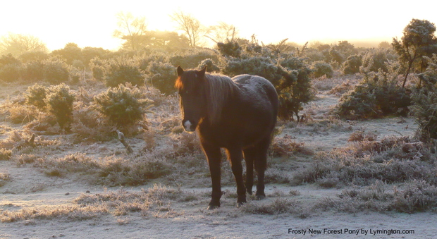 New_Forest_Pony_.jpeg