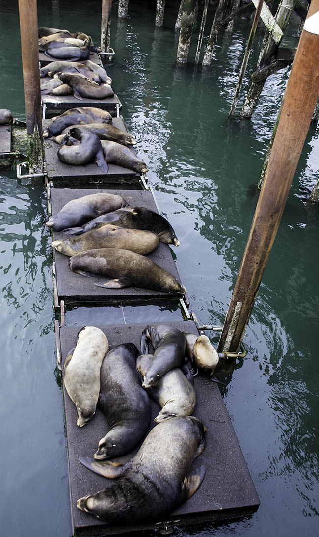 Newport Sea Lions 1.jpg