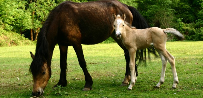 nfpony-and-foal.jpg