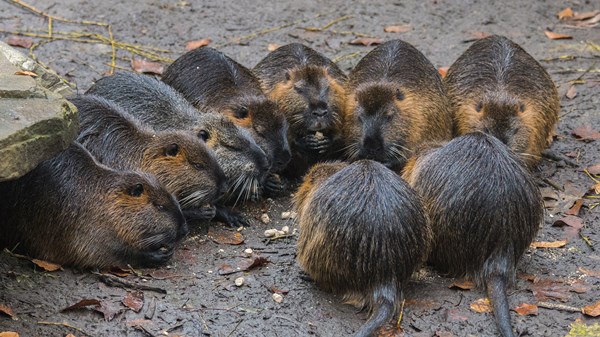 Nutria Family.jpg