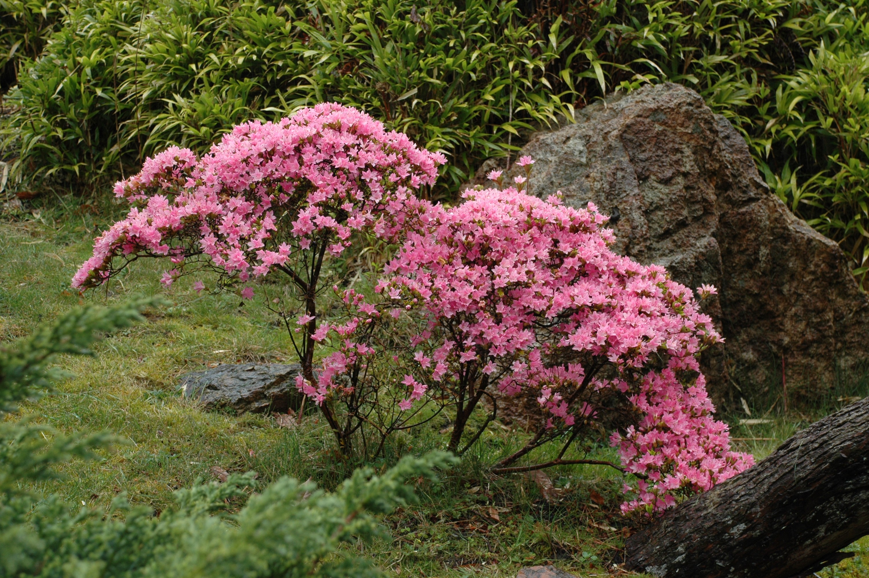 Pink Blossoms.jpg