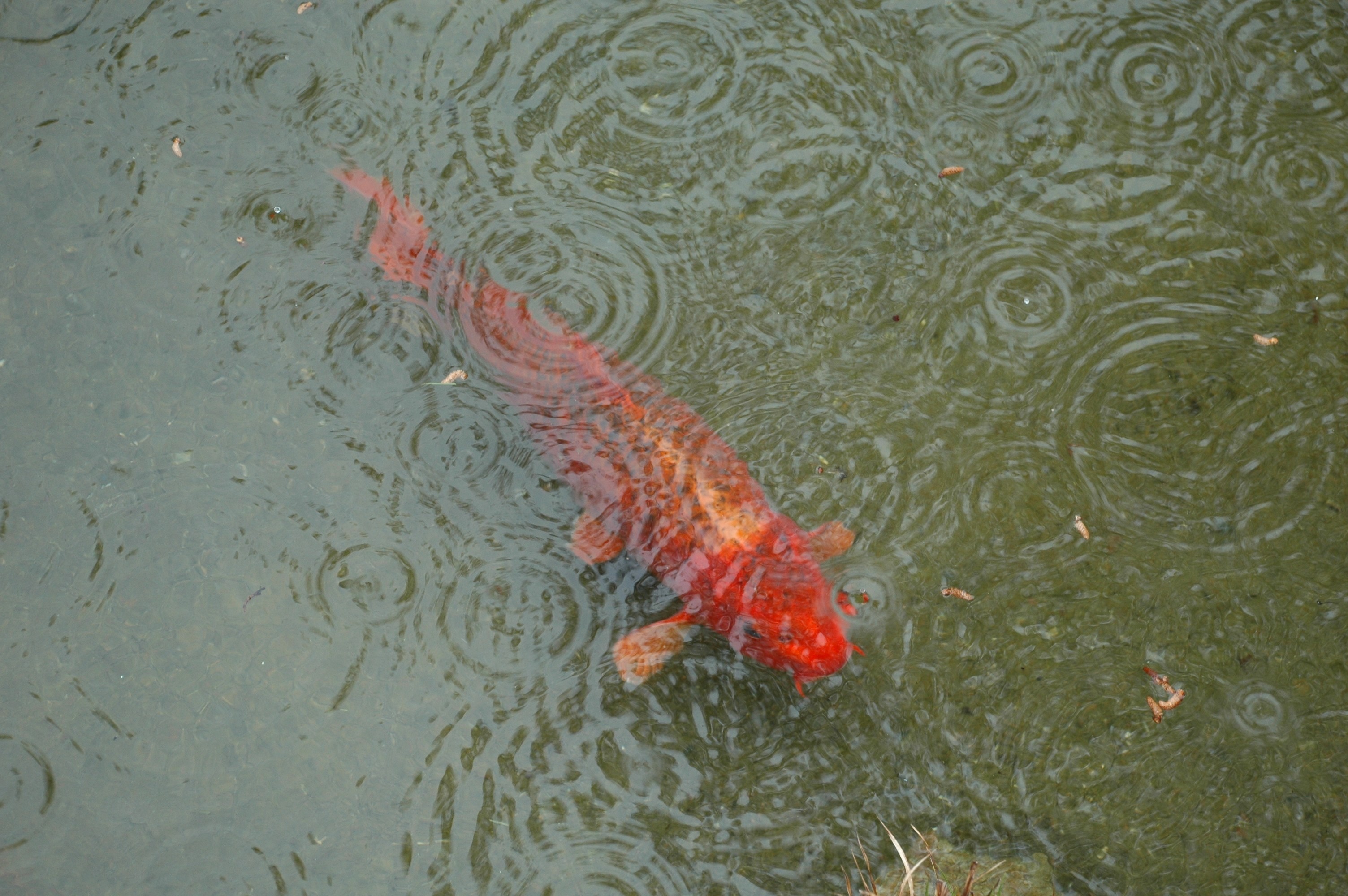 Rain Koi2.jpg