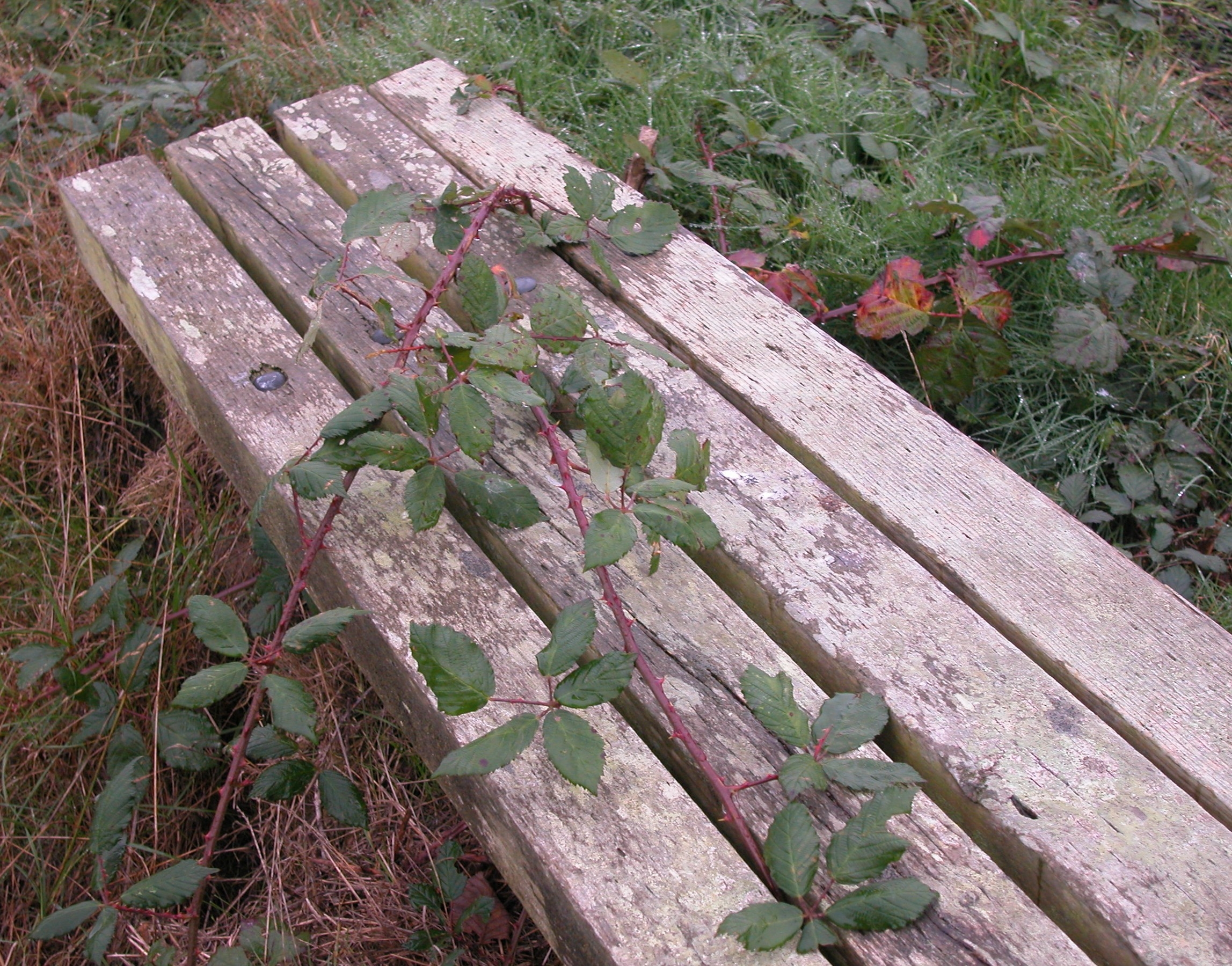 Rose & Bench at Hammond 2.JPG