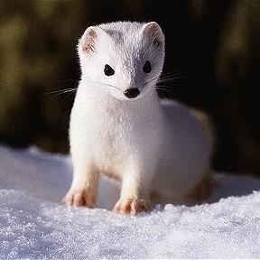 stoats.jpg